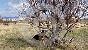 Conflict between a dog and a cat. Big German Shepherd jumps high and wants to catch a cat that is sitting on a tree