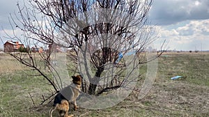 Conflict between a dog and a cat. Big German Shepherd jumps high and wants to catch a cat that is sitting on a tree