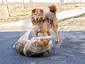 Conflict between dogs. Dog barks at a dog lying down