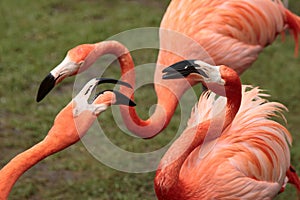 Conflict of flamingo