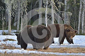 The conflict of two brown bears for domination