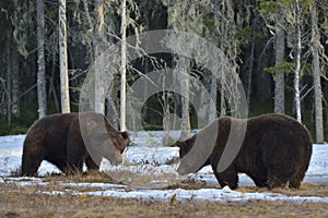 The conflict of two brown bears for domination