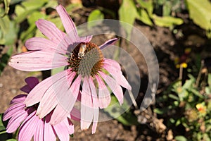 Conflower attracting a pollinator