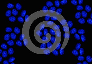 Confocal Fluorescence Microscopy of CRISPR-generated knockout cells photo