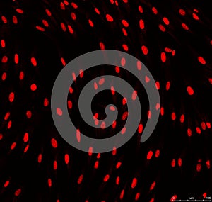 Confocal microscopy of fibroblasts nuclei photo