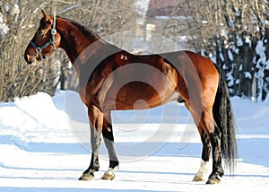 Conformation of the bay orlov trotter