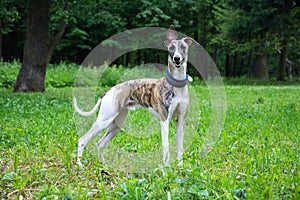 conformation dog of the whippet breed