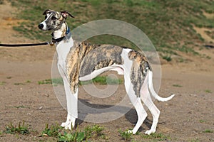 Conformation dog of the whippet breed