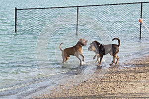 Confrontation between three dogs at a dog park beach