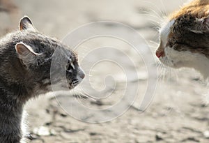 Confrontation of two aggressive cats facing each other, hiss at