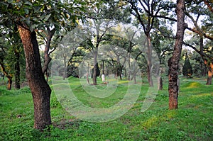 Confucius Family Cemetery