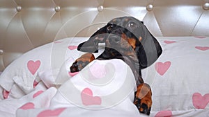 Confused dachshund dog lies in bed resting, bedtime, insomnia. Spoiled puppy