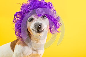 Confused dog face. weird funny smile. Curly lilac wig yellow background