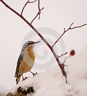 Nuthatch in the snow