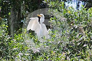 Confused and frazzled Great Egret in tree