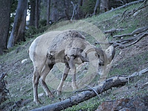 A confused looking mountain goat