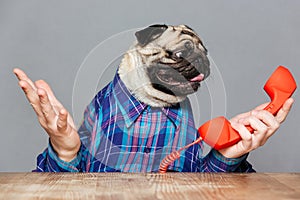 Confused pug dog with man hands holding red phone receiver