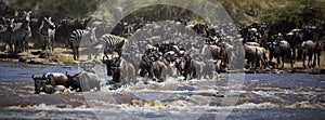 Confusion of wildebeests and zeal of zebras entering the water in Masai Mara, Kenya