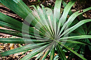 Congaree National Park