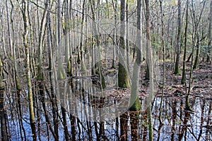 Congaree National Park in Winter