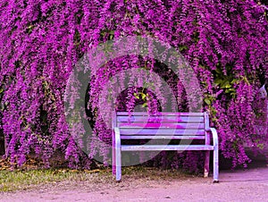 Congea tomentosa Roxb. old chair and beautiful flower garden photo