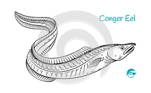 Conger Eel hand-drawn illustration