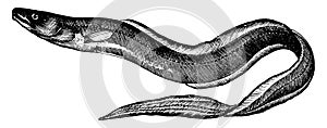 Conger Eel, vintage illustration photo