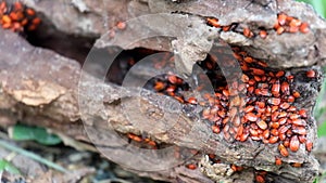 Congestion of young specimens of firebugs