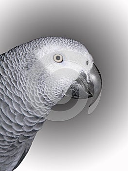 Congo African Grey