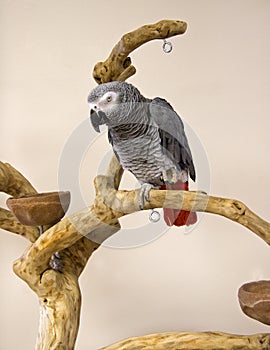 Congo African Grey