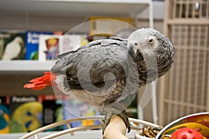 Congo African Grey
