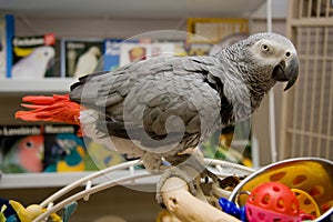 Congo African Grey