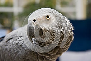 Congo African Grey