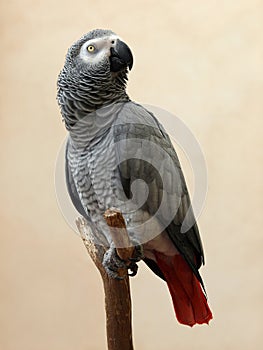 Congo African Grey Parrot