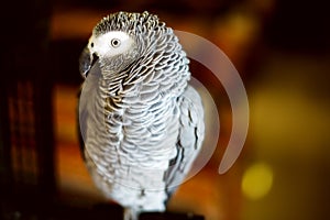 Congo African grey parrot also named jaco photo