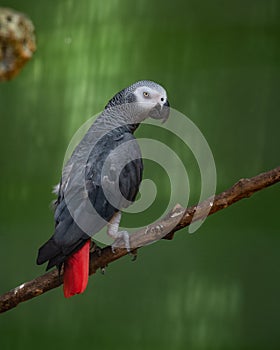 Congo African grey parrot in an exhibit in a bird park