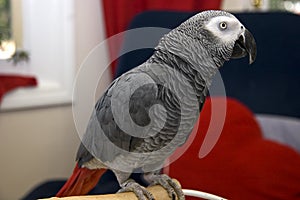 African Grey Parrot photo