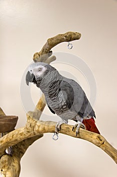 African Grey Parrot photo