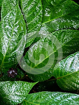 Congo fig Dorstenia Elata Glossy and dark green leaf surface of rainforest plants