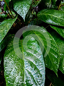 Congo fig Dorstenia Elata Glossy and dark green leaf surface of rainforest plants