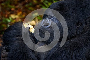 Congo mountain gorilla. Gorilla - wildlife forest portrait . Detail head primate portrait with beautiful eyes. Wildlife scene from