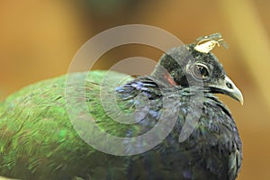 Congo peacock photo