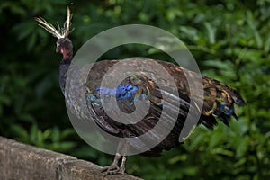 Congo peafowl (Afropavo congensis)