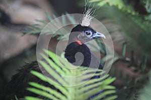 Congo peafowl photo