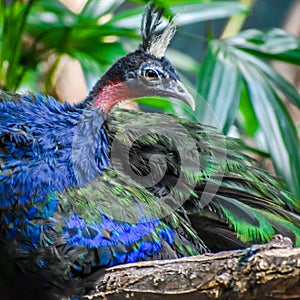 Congo Peafowl, Peacock, African Peafowl