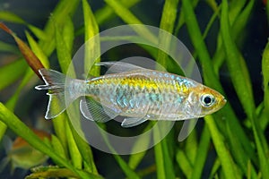 Congo tetra