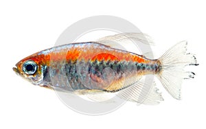 Congo tetra