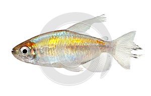 Congo tetra aquarium fish Phenacogrammus interruptus photo