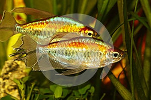 Congo tetra aquarium fish Phenacogrammus interruptus photo