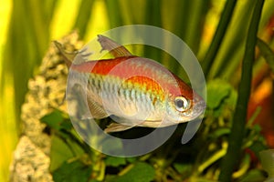 Congo tetra aquarium fish Phenacogrammus interruptus